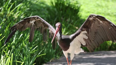 Majestic-Stork-walking-with-spreading-brown-wings-on-path-in-nature-at-sunny-day---tracking-slow-Motion-shot