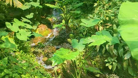 Slow-Motion-River-with-Exotic-Plant-Life-in-South-America-Rainforest