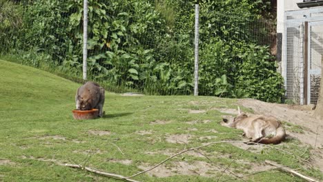 Two-Red-Kangaroos-resting-in-green-meadow---static-shot