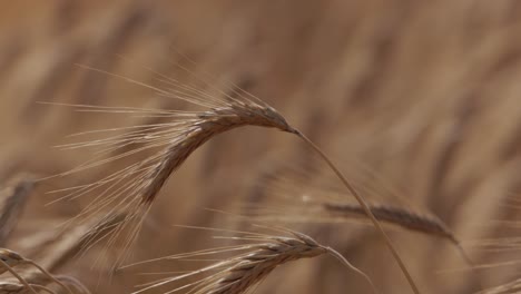 Ripe-Wheatfield,-ears-of-wheat-swaying-from-the-gentle-wind