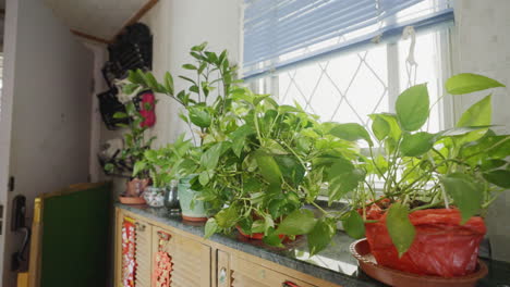 Gliding-shot-of-green-house-plants-in-a-chinese-apartment