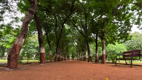 Una-Escena-Matutina-En-Un-Jardín-Público,-Con-Un-Fuerte-Viento-Y-Las-Hojas-De-Un-Gran-árbol-Temblando.