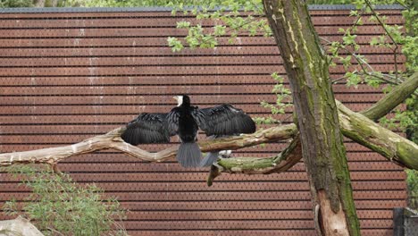 Ein-Kormoran-Sitzt-Mit-Ausgebreiteten-Flügeln-Auf-Einem-Ast,-Um-Sie-Auszutrocknen