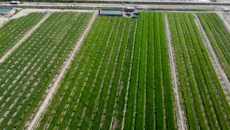 Beauty-of-Nangarhar's-Farm-Lands-from-Above