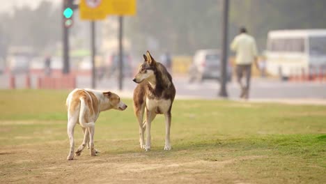 Indische-Straßenhunde,-Die-In-Einem-Park-Spazieren-Gehen