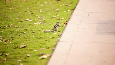 Eichhörnchen-Im-Park,-Das-Etwas-Isst