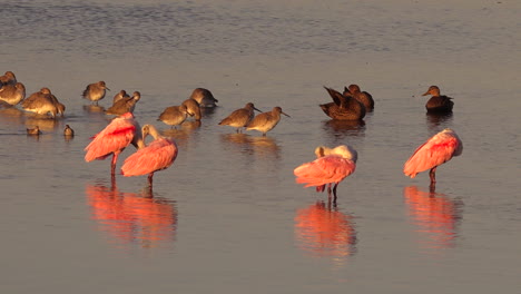 Küstenvögel-Waten-In-Goldenem-Licht-Entlang-Der-Küste-Von-Florida-1