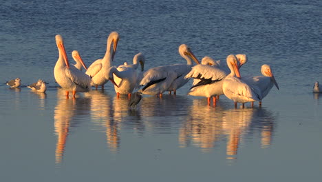 Pelikane-Waten-In-Goldenem-Licht-Entlang-Der-Küste-Von-Florida