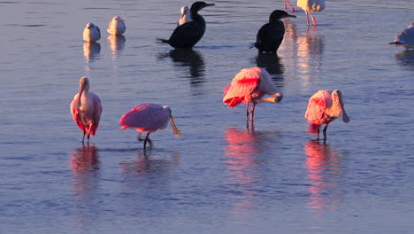 Flamingos-wade-in-golden-light-along-the-Florida-coast