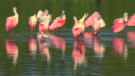 Beautiful-pink-birds-wade-in-golden-light-along-the-Florida-coast