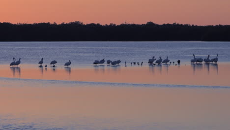 Shorebirds-wade-in-the-golden-light-along-the--shallows-of-the-Florida-coast-1