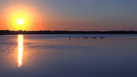 Küstenvögel-Bei-Sonnenuntergang-Entlang-Der-Feuchtgebiete-Der-Küste-Von-Florida