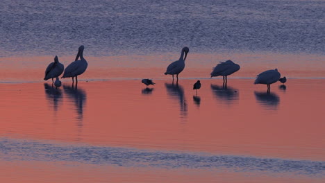 Küstenvögel-Bei-Sonnenuntergang-Entlang-Der-Feuchtgebiete-Der-Küste-Von-Florida-2
