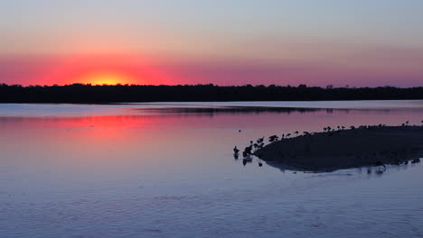 Aves-Playeras-Al-Atardecer-A-Lo-Largo-De-Los-Humedales-De-La-Costa-De-Florida-3