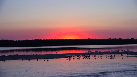 Shorebirds-at-sunset-along-the-wetlands-of-Floridas-coast-4