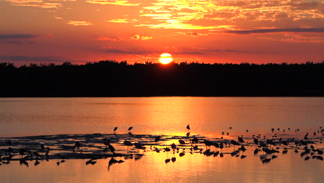 Küstenvögel-Bei-Sonnenuntergang-Entlang-Der-Feuchtgebiete-Der-Küste-Von-Florida-5