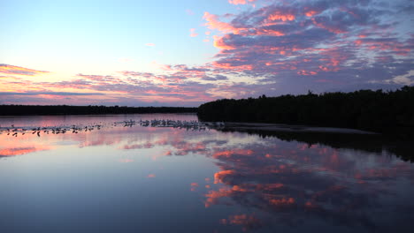 Küstenvögel-Bei-Sonnenuntergang-Entlang-Der-Feuchtgebiete-Der-Küste-Von-Florida-6