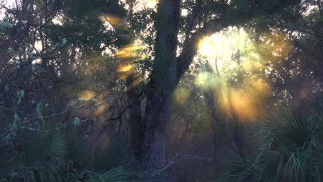 Die-Sonne-Geht-Durch-Nebel-In-Den-Florida-Everglades-Auf-2
