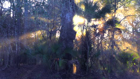 Morgennebel-Steigt-In-Den-Everglades-Von-Florida-1