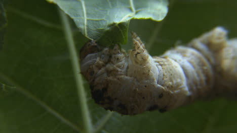 Close-up-of-a-silkworm-chewing-on-a-green-leaf