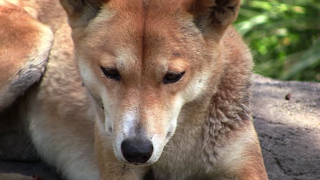 Close-up-of-the-face-of-a-wild-dingo-dog-sits-in-the-sun-in-the-bush-in-Australia