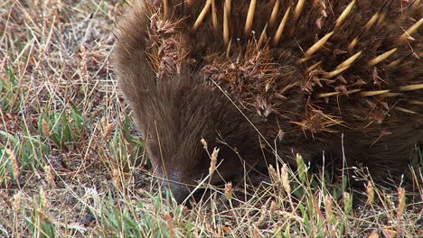 Nahaufnahme-Eines-Australischen-Ameisenbären-Auf-Nahrungssuche-Im-Gras-1