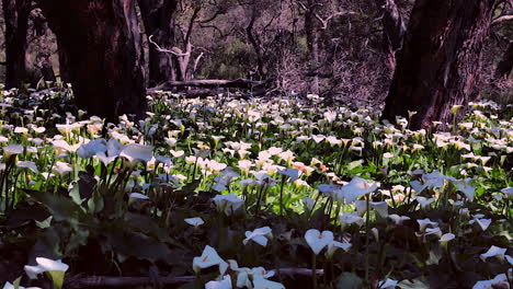 Cientos-De-Flores-De-Lirio-De-Calia-Florecen-En-Un-Bosque-En-Australia