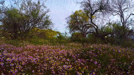 POV-walking-through-fields-of-wildflowers-in-Australia-in-spring
