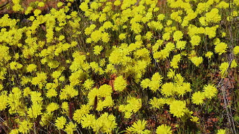 Hermosas-Flores-Silvestres-Amarillas-Florecen-En-Primavera-En-Australia