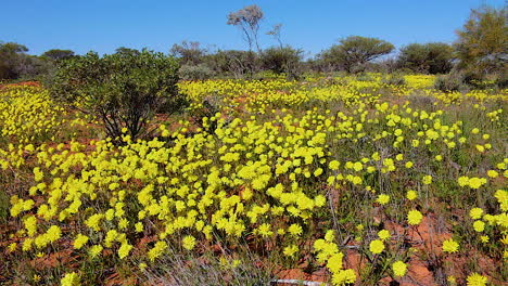 Schöne-Gelbe-Wildblumen-Blühen-Im-Frühjahr-In-Australien-1