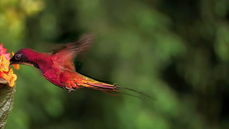 Extreme-Nahaufnahme-Eines-Karmesinroten-Topas-Gorget-Kolibri,-Der-In-Zeitlupe-Schwebt