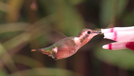 Extreme-Nahaufnahme-Zeitlupe-Aufnahme-Eines-Kleinen-Woodtsar-Flor-Röhrenförmigen-Kolibri