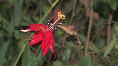 Extreme-Nahaufnahme-Eines-Kolibris,-Der-Zu-Tropischen-Blumen-Im-Regenwald-Fliegt