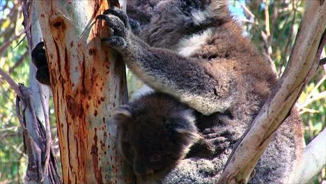 A-koala-bear-mother-and-baby-are-perched-in-a-eucalyptus-tree-in-Australia