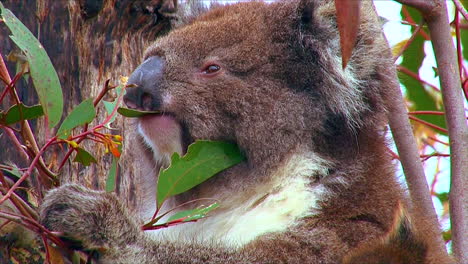 A-koala-bear-mother-and-baby-are-perched-in-a-eucalyptus-tree-in-Australia-2
