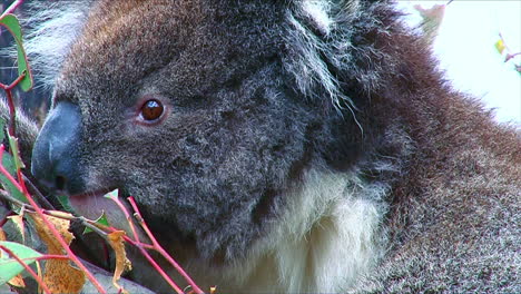 Extreme-Nahaufnahme-Eines-Koalabärengesichtes,-Das-Eukalyptusblätter-In-Australien-Isst