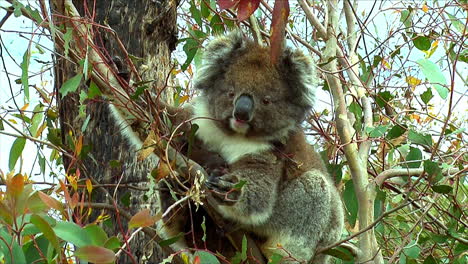 Zoom-out-from-a-koala-bear-in-a-eucalyptus-tree-in-Australia