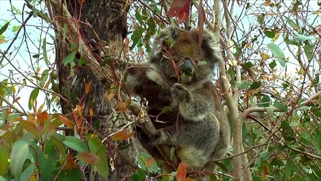 Zoom-In-Einen-Koalabären-In-Einem-Eukalyptusbaum-In-Australien-1-Aus