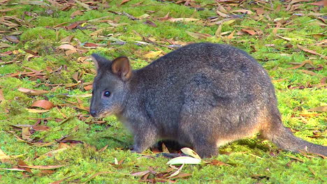 Zoome-In-Eine-Australische-Pademelone,-Ein-Kleines-Känguru-Oder-Ein-Wallabyähnliches-Wesen