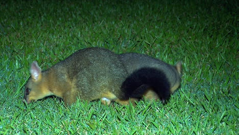 Ein-Buschschwanz-Opossum-Wandert-Nachts-Auf-Dem-Gras-In-Australien