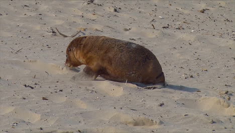 Baby-Australian-fur-seals-chase-their-mothers-and-try-to-nurse-on-a-beach-on-Kangaroo-Island-Australia-5