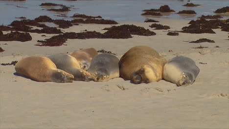Large-group-of-Australian-fur-seals-lie-together-on-a-beach-on-Kangaroo-Island-Australia