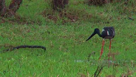 A-stork-wades-in-a-swamp-and-catches-a-live-snake-for-dinner-1