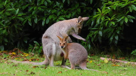 Gute-Aufnahmen-Von-Einer-Wallaby-Känguru-Mutter-Mit-Einem-Baby-Im-Beutel