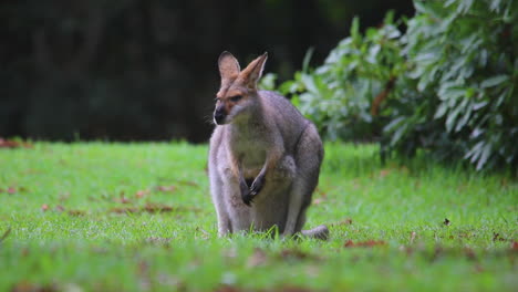 Gute-Aufnahmen-Einer-Wallaby-Känguru-Mutter-Mit-Einem-Baby-Im-Beutel-1