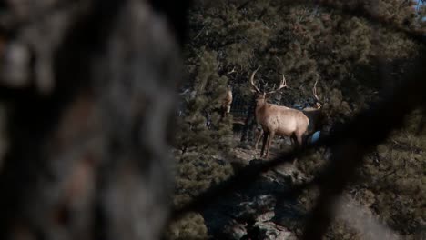 Zoom-in-through-tree-branches-to-show-elk-in-a-forest