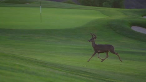 A-deer-runs-on-the-fairway-of-a-gold-course