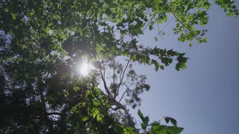 Die-Sonne-Filtert-Durch-Die-Blätter-Eines-Baumes