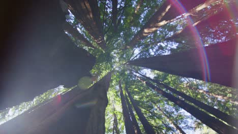 Low-angle-slow-spin-looking-up-at-tall-trees-in-a-forest