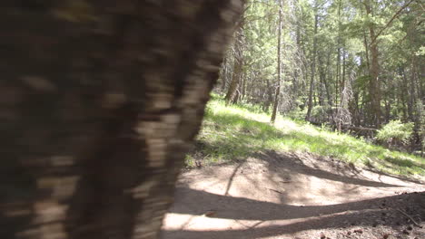 A-mountain-biker-pedals-through-a-forested-area-at-high-speed